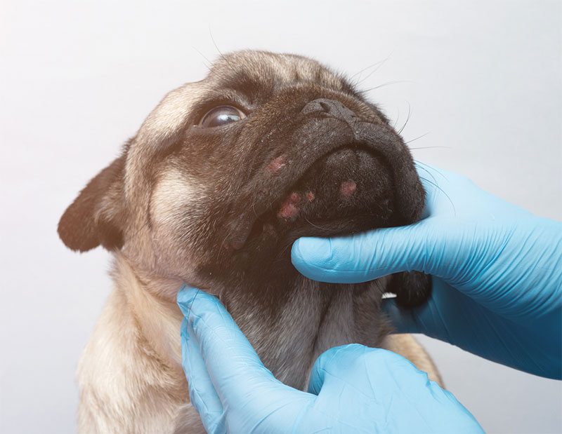 Pet Dermatology | Brampton, ON | Bramalea Animal Hospital
