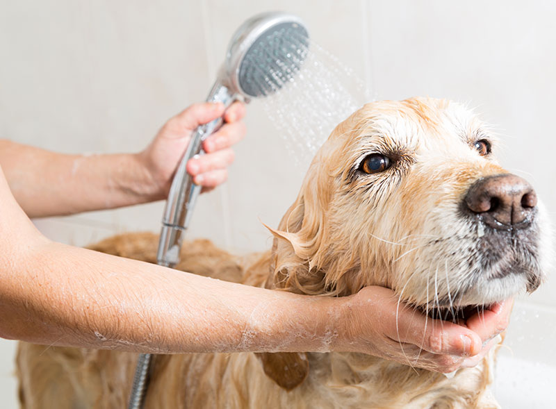 grooming-and-bathing_strip1