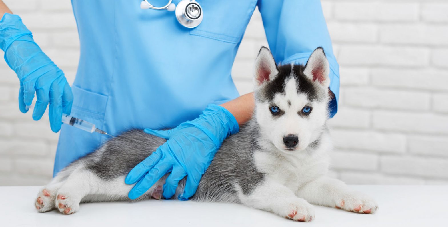 its-national-immunization-month-are-your-pets-vaccines-up-to-date-banner