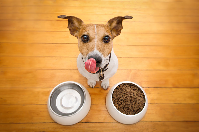 how-to-help-your-pet-maintain-a-healthy-weight-strip1