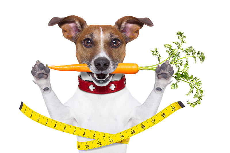 how-to-help-your-pet-maintain-a-healthy-weight-strip4