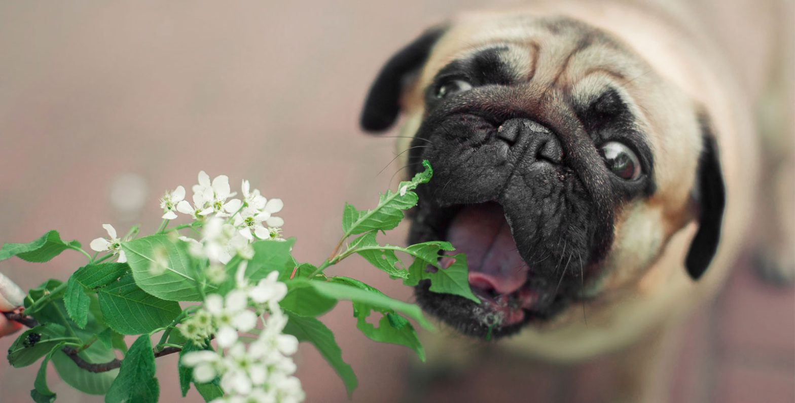 keeping-our-furry-friends-safe-8-poisonous-household-plants-to-look-out-for-banner