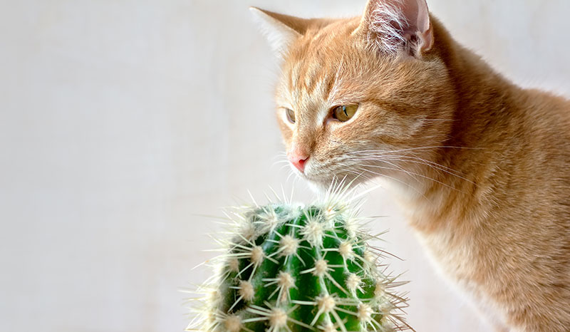 keeping-our-furry-friends-safe-8-poisonous-household-plants-to-look-out-for-strip2