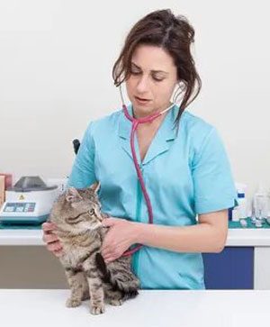 veterinarian-clinic-cat